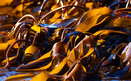 Photo of seaweed on beach