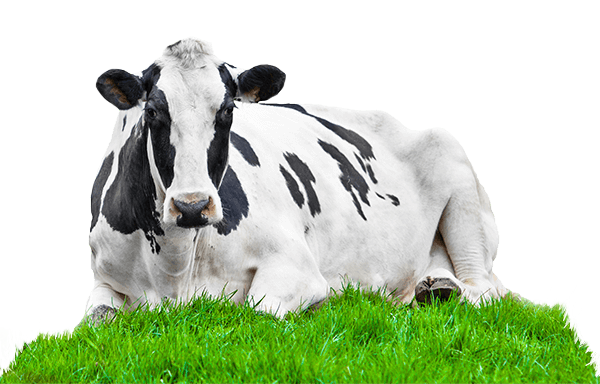 animal care standards